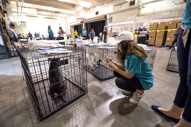 Sophia Judice takes a photo of Raymond, a 4-month-old Chinese Shar Pei Mix, before the Animal Foundation's 13th Annual Best in Show adoption event at the Orleans Arena in Las Vegas on Sunday, Apri ...