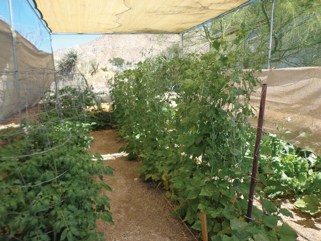 Growing Vegetables In The Desert Las, Las Vegas Gardening