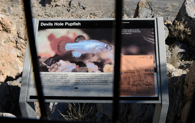 An information sign for the Devil's Hole pupfish is posted near the overlook to the fishes's habitat located about 90 miles west of Las Vegas on Nov. 25, 2013. (David Becker/Las Vegas Review-Journal)