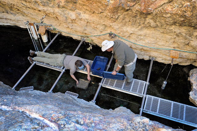 Olin Feuerbacher, left, aquaculturist at the Ash Meadows Fish Conservation Facility, and volunteer Hal Fairfield collect a spawning mat collected from the water at Devil's Hole on Nov. 25, 2013. R ...