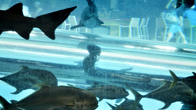 Swim with the sharks at the Golden Nugget — PHOTOS