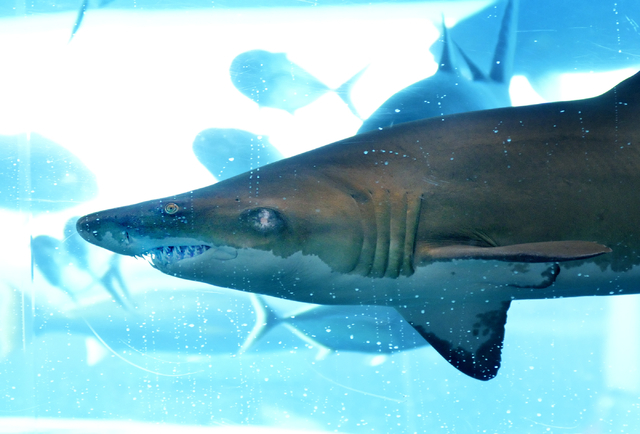 Swim with sharks during Las Vegas Golden Nugget Shark Days