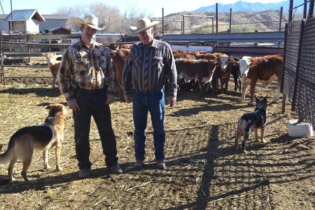Lillian Browne / Pahrump Valley Times - Clark County rancher, Cliven Bundy, right, and his son Ryan, finish a gather of cross-bred young-stock cattle from public lands adjacent to the family’s 1 ...