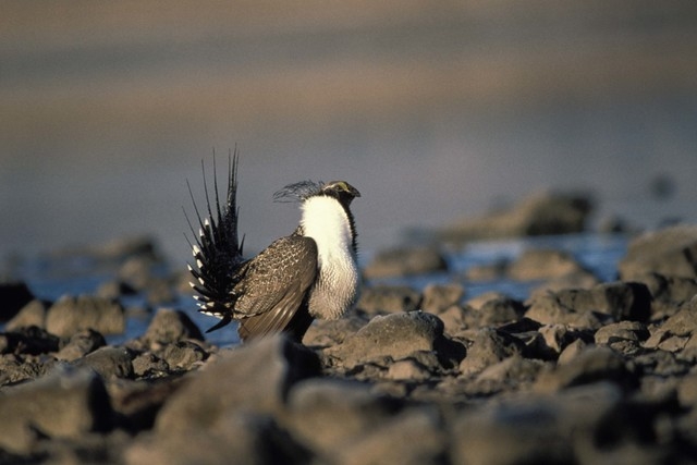 Sage grouse (Courtesy/U.S. Fish and Wildlife Service)