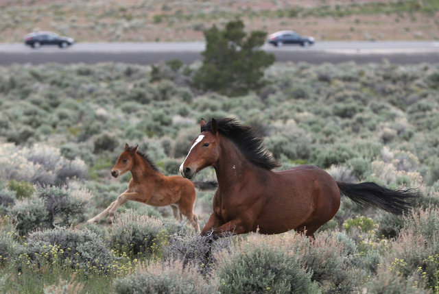 A herd of wild horses graze near Highway 50 in Mound House, Nev., on Tuesday, April 26, 2016. Nevada Gov. Brian Sandoval is pursuing legal options to force the federal government to fund managemen ...