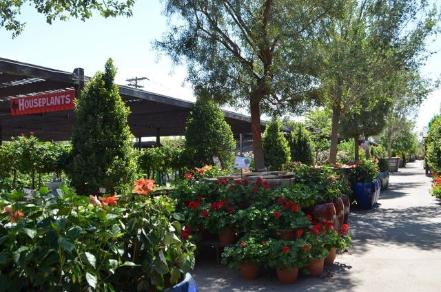 Trees and flowers are in bloom at Moon Valley's Plant World Nursery, 5311 W Charleston Blvd. Ginger Meurer/Special to View