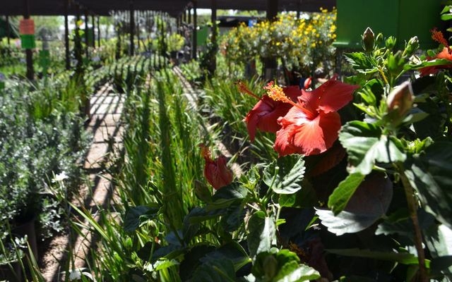 Flowers are in bloom at Moon Valley's Plant World Nursery, 5311 W Charleston Blvd. Ginger Meurer/Special to View