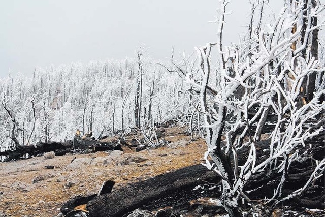 Burned trees are shown covered by spring snow along Mount Charleston's South Loop Trail May 6, 2014. The  trail has been closed since the 2013 Carpenter 1 fire, but it could reopen this fall after ...