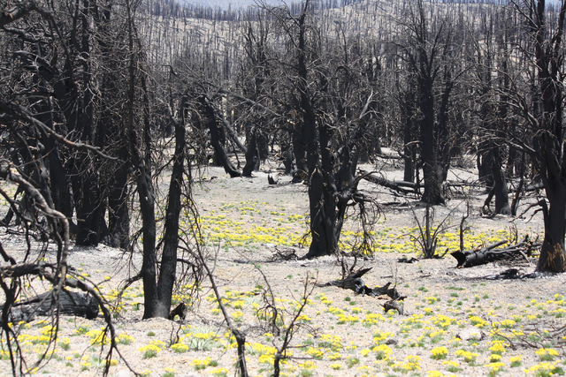 New growth blossoms amid burned trees along Mount Charleston's South Loop Trail on June 30, 2014. The  trail has been closed since the 2013 Carpenter 1 fire, but work will begin this summer to cle ...