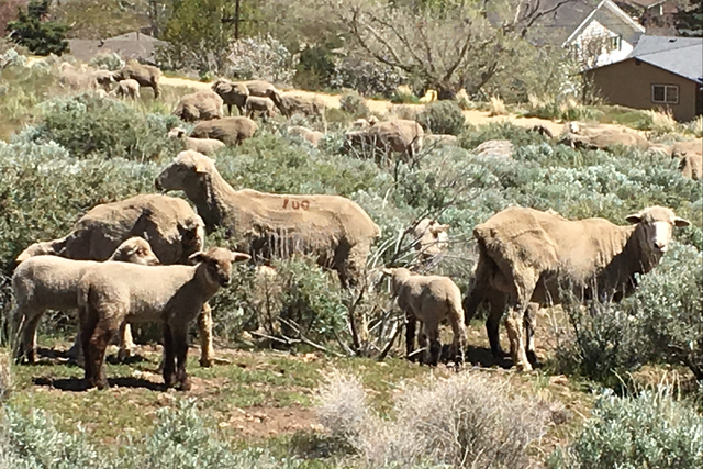 Ewes and lambs return to the west side of Carson City this month as part of an annual fire suppression effort. These ovines were grazing on Wednesday, April 13, 2016. Sean Whaley/Las Vegas Review- ...
