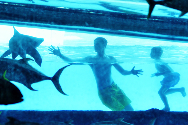 Swim with the sharks at the Golden Nugget — PHOTOS