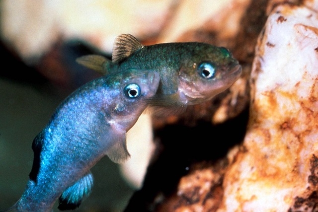 Two Devil's Hole pupfish in a cave at Death Valley National Park in Nevada, northwest of Las Vegas near Ash Meadows National Wildlife Refuge.  (Tom Baugh/U.S. Fish and Wildlife Service)