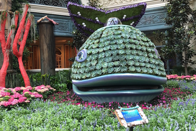 The Bellagio Conservatory's whale display is dressed in 650 Echeveria Succulents. The display is part of the Conservatory's "Under the Sea" theme, which debuted on Friday, May 20, 2016. (Caitlin L ...