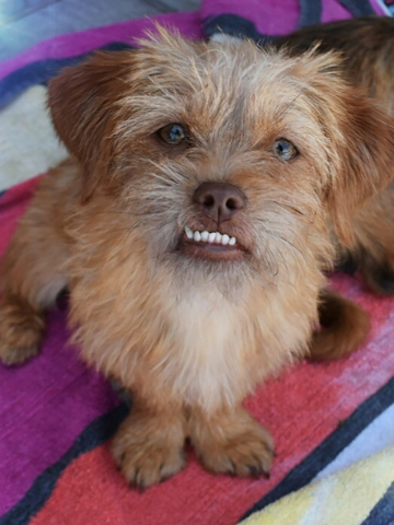 Tazz, Happy Home