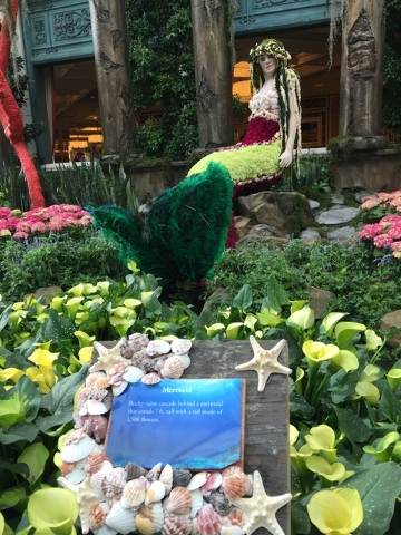 The Bellagio Conservatory's exquisite mermaid display stands 7 ft. tall with a tail made of about 1,500 flowers.The Bellagio Conservatory debuted the mermaid as part of its summer display on Frida ...
