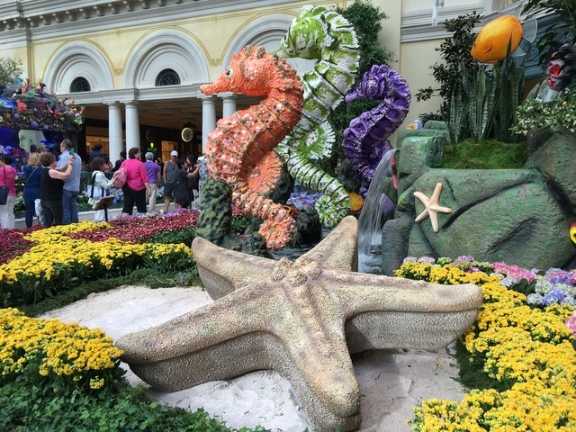 Although the top of the sea turtle's shell is comprised of about 500 fresh cut red carnations and yellow Fuji Mums, its outer shell features real seashells. The Bellagio Conservatory debuted the s ...