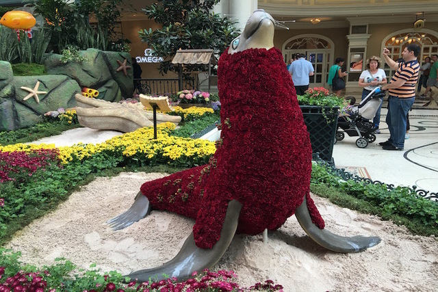 Debuted at the Bellagio Conservatory on Friday, May 20, 2016, the seal was brought to life by using around 2,000 fresh cut flowers. (Caitlin Lilly/Las Vegas Review-Journal)