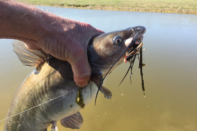 A Missouri farm pond catfish hit this fly on a brisk April day with the angler using a floating line, 6-foot leader and 5-weight rod. (Keith Rogers/Las Vegas Review-Journal)