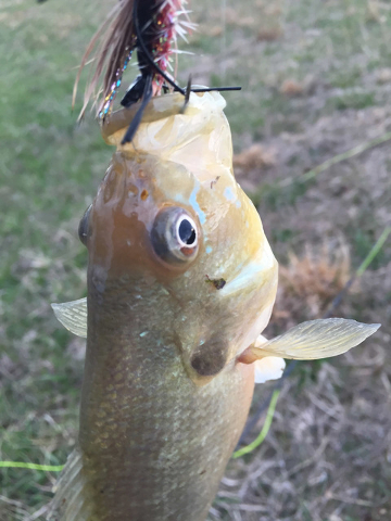 This bluegill hit the same big-bug surface fly the catfish attacked in April at the Fordland, Missouri farm pond. (Keith Rogers/Las Vegas Review-Journal)