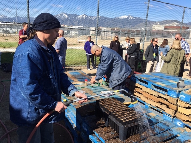 Northern Nevada Correctional Center inmate Russell Strotz waters the planted sagebrush seeds on Tuesday, April 26, 2016. The plants will remain at the prison until they are planted in the fall. (S ...