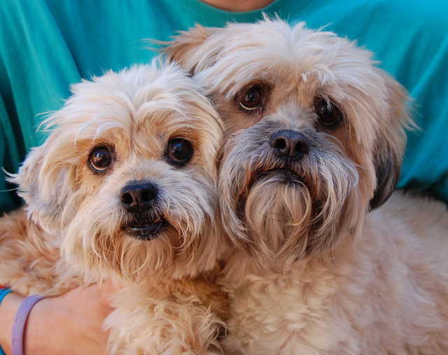 Penny & Sonny, Nevada SPCA