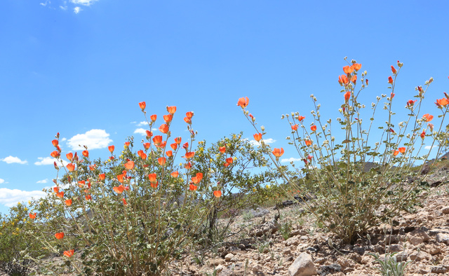 Desert Mallow flowers in bloom are seen at Sloan Canyon National Conservation Area on Thursday, May 19, 2016. The BLM Thursday dedicated the first paved access to the area and other visitor amenit ...