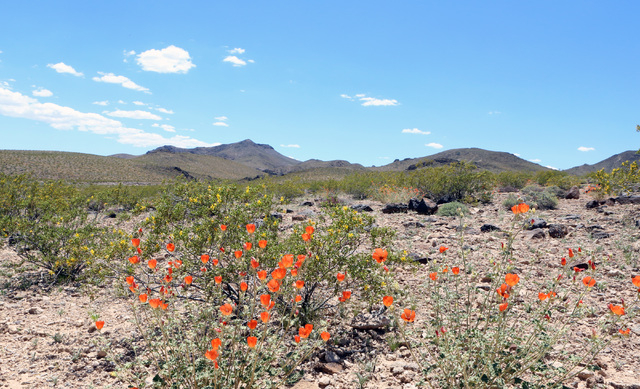 Desert Mallow flowers in bloom are seen at Sloan Canyon National Conservation Area on Thursday, May 19, 2016. The BLM Thursday dedicated the first paved access to the area and other visitor amenit ...