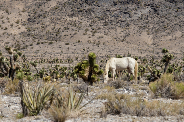 A wild horse in Nevada. (Thinkstock)