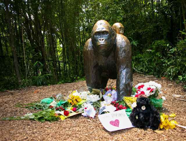Flowers lay around a bronze statue of a gorilla and her baby outside the Cincinnati Zoo's Gorilla World exhibit, two days after a boy tumbled into its moat and officials were forced to kill Haramb ...