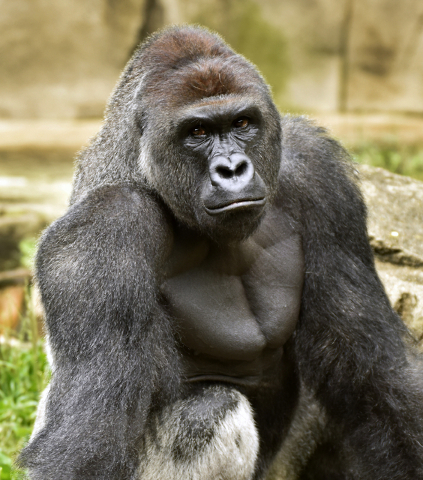 A June 20, 2015 photo provided by the Cincinnati Zoo and Botanical Garden shows Harambe, a western lowland gorilla, who was fatally shot Saturday, May 28, 2016, to protect a 4-year-old boy who had ...