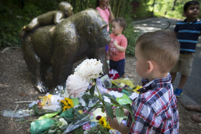 A boy brings flowers to put beside a statue of a gorilla outside the shuttered Gorilla World exhibit at the Cincinnati Zoo & Botanical Garden, Monday, May 30, 2016, in Cincinnati. (John Minchi ...