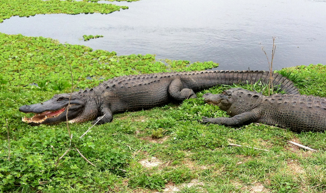 Alligators lie on grass near fresh water at Paynes Prairie Preserve State Park, in Gainesville, Fla., March 24, 2014. (Jay Reeves/AP)