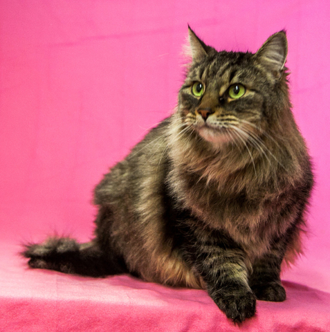 Yancy, All Fur Love