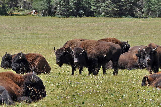 New report reveals Grand Canyon bison are native to region ...