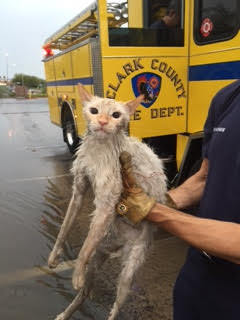 Clark County Fire Department responded to another swift water incident this evening located at the wash off of Pebble Road. The CCFD responded 1 engine and 1 rescue. Firefighters were able to re ...