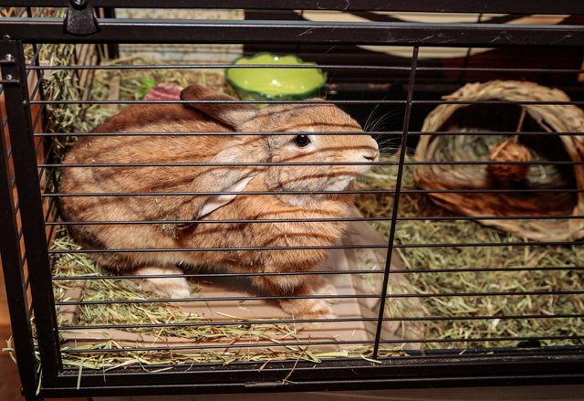 Local resident rabbit "The Baron" sits in a cage, inside the book shop at 1020 Fremont St., The Writer's Block, Las Vegas, Saturday, Jan. 1, 2015. (Donavon Lockett/Las Vegas Review-Journal)