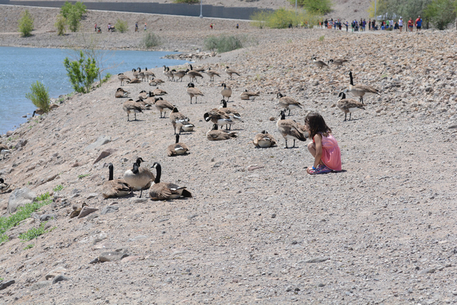 A little girl feeds the ducks during the Jr Hero Run May 21, 2016, at Cornerstone Park, 1600 Wigwam Parkway. Courtesy of moorephotosbybarry, Barry Moore, Photographer