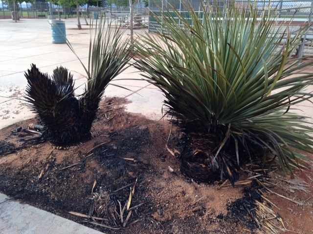 Burnt nearby vegetation is seen as a result of a recent act of vandalism at Mountain Ridge Skate Park, 7151 Oso Blanca Road. Special to View