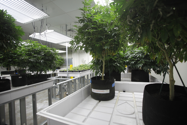 A room of marijuana plants at the Waveseer LLC marijuana facility in North Las Vegas' Apex Industrial Park Monday, March 21, 2016. Rachel Aston/Las Vegas Review-Journal Follow @rookie__rae