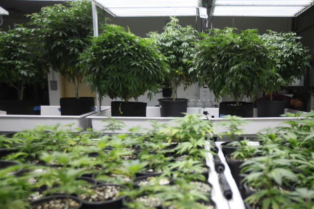 A room of marijauna plantsat the Waveseer LLC marijuana facility in North Las Vegas' Apex Industrial Park Monday, March 21, 2016. Rachel Aston/Las Vegas Review-Journal Follow @rookie__rae