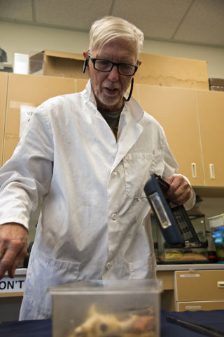 M.L. Robinson opens a container filled with bark scorpions in the University of Nevada Cooperative Extension lab in Las Vegas May 26, 2016. Daniel Clark/View