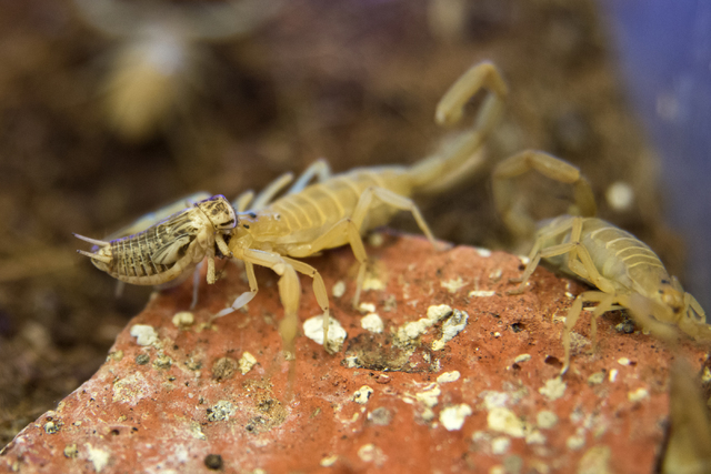 A container filled with bark scorpions is seen in the University of Nevada Cooperative Extension lab in Las Vegas May 26, 2016. Daniel Clark/View