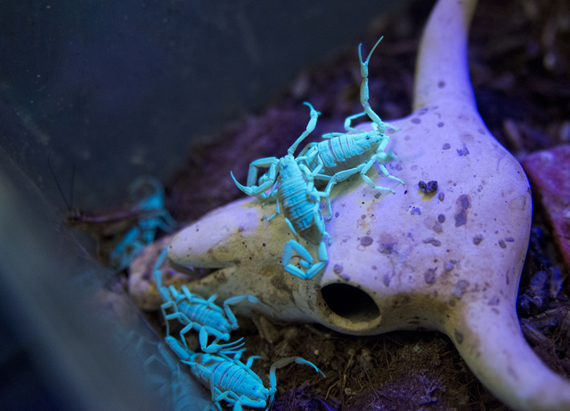 A container filled with bark scorpions is illuminated with a black light by M.L. Robinson in the University of Nevada Cooperative Extension lab in Las Vegas May 26, 2016. Daniel Clark/View