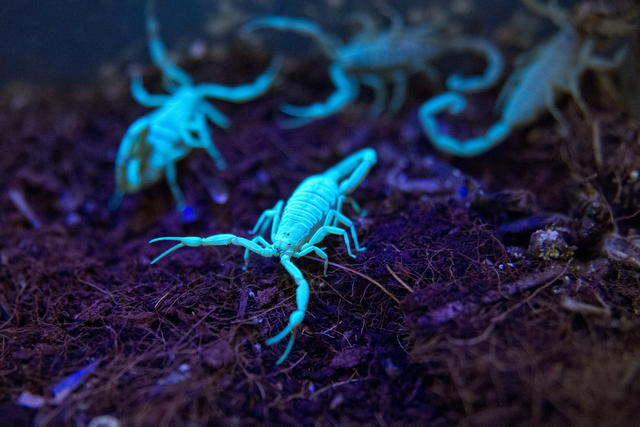 A container filled with bark scorpions is illuminated with a black light by M.L. Robinson in the University of Nevada Cooperative Extension lab in Las Vegas May 26, 2016. During this time of year, ...