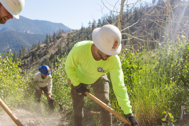 Luke Burns, an intern with Friends of Nevada Wilderness, works with other crews  members from Great Basin Institute and volunteers from Friends of Nevada Wilderness on the South Loop Trail of Moun ...
