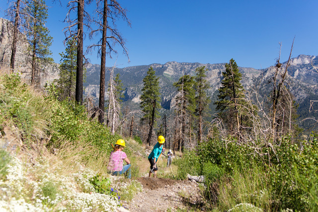 Crews from Great Basin Institute and volunteers from Friends of Nevada Wilderness work on the South Loop Trail of Mount Charleston, Saturday June 25, 2016, which has been closed since the Carpente ...