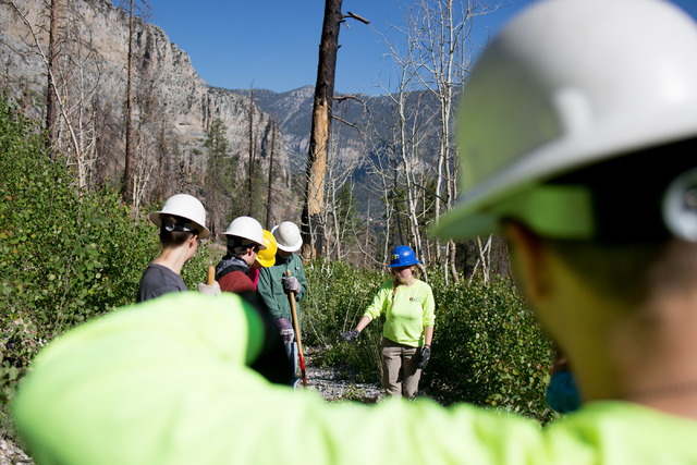 Crews from Great Basin Institute and volunteers from Friends of Nevada Wilderness work on the South Loop Trail of Mount Charleston, Saturday June 25, 2016, which has been closed since the Carpente ...