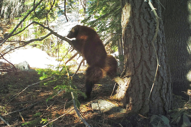 This May photo from a remote camera set by biologist Chris Stermer, shows a wolverine in the Tahoe National Forest near Truckee, Calif. Biologists believe this wolverine is the same 2008 one that ...