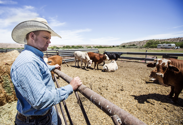 Arden Bundy, 18, looks at cattle in the corrals on the Bundy Ranch in Bunkerville, Nev., on Thursday, May 19, 2016. Bundy, the youngest of 14 siblings, is now running the Bundy Ranch. (Jeff Scheid ...