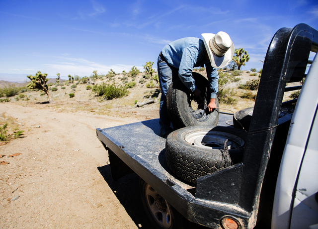 Arden Bundy, 18, secures a spare tire while checking water tanks on Thursday, May 19, 2016. Bundy, the youngest of 14 siblings, is now running the Bundy Ranch.  (Jeff Scheid/Las Vegas Review-Journ ...